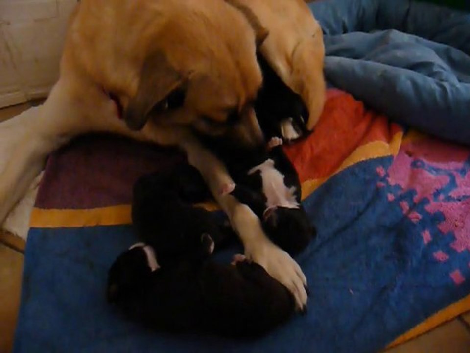 Chiots 6ème jour