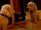 Cute Dog Barking at Mirror