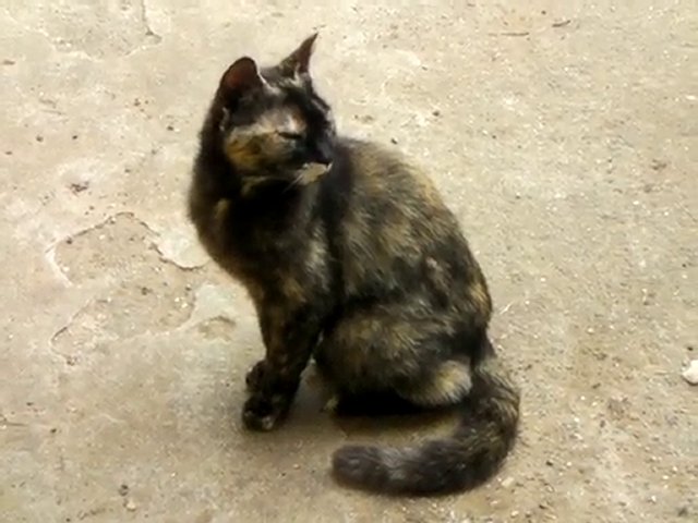 Les p'tits écureuils cendrés !