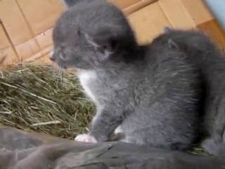 Les p'tits écureuils cendrés 2/10