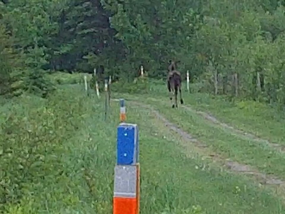 Buck orignal 2