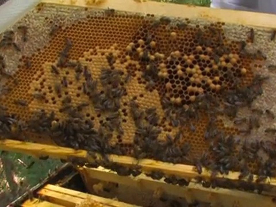Planète terre : Désert d'abeilles ? 5/5