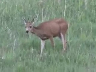 Doe Deer Feeding in Field
