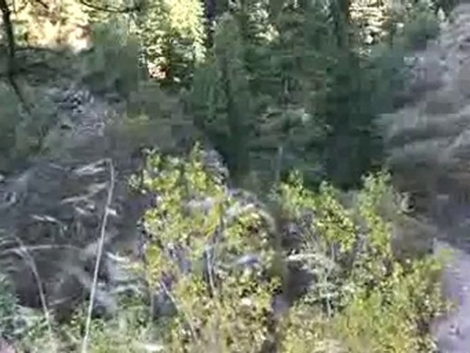 Quaking Fall Aspens Hiking Path
