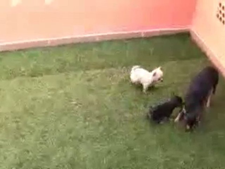Comprar chihuahua 665 92 16 55.