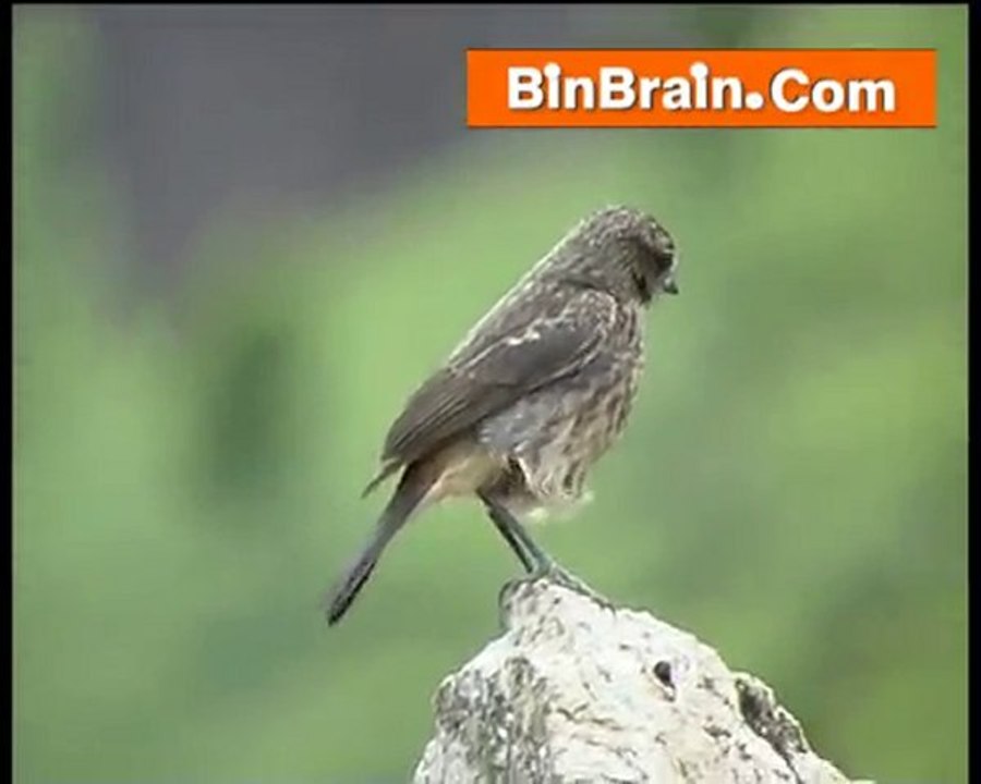 Bird in Munnar