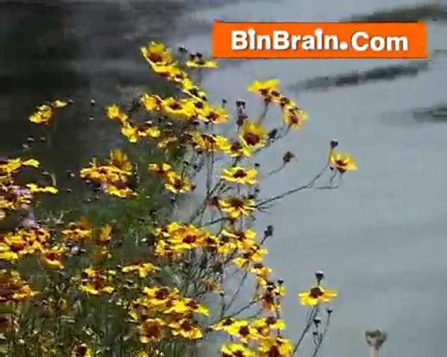 Flowers in Munnar