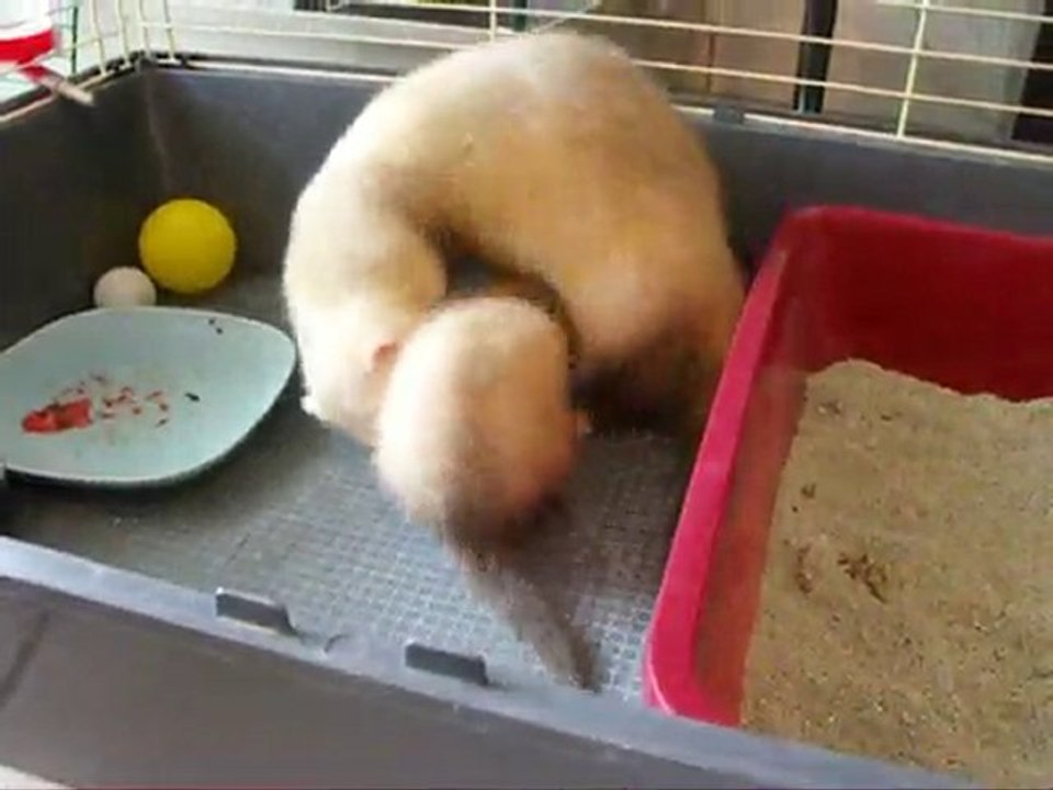 Première rencontre entre Chatouille, Suki et Nougat ^^