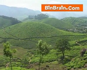 Hills in Munnar