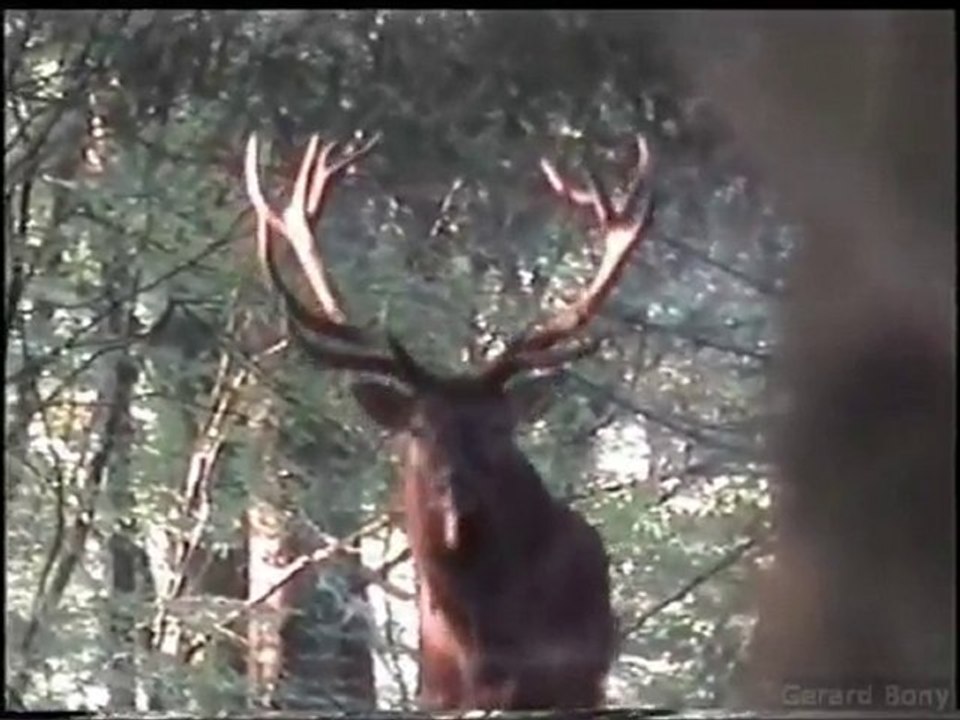 brame2008.05 en foret d'argonne marne 51