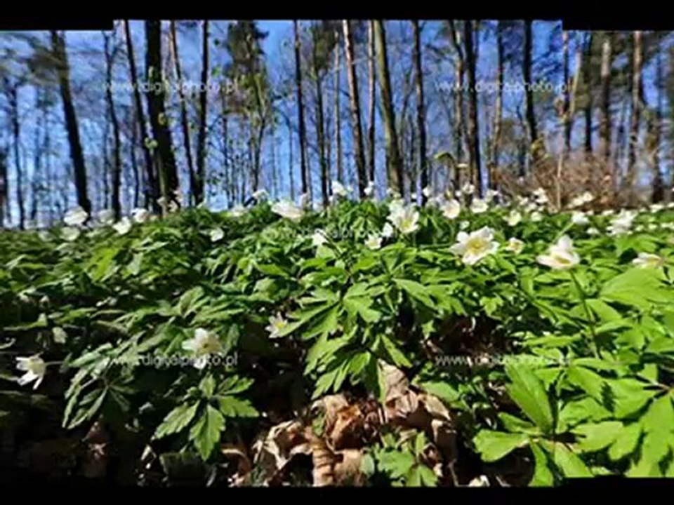 Lato,Lato,Lato czeka