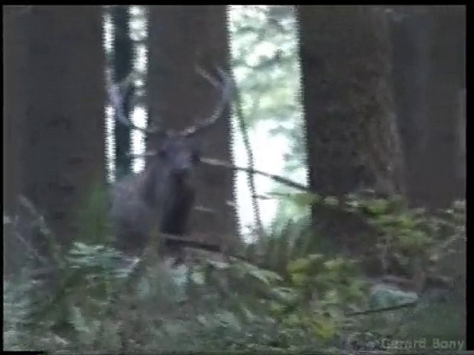 brame 2009 00 en foret d'argonne marne 51