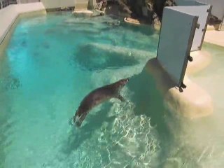 Les premiers pas de Noëlla dans le grand bassin