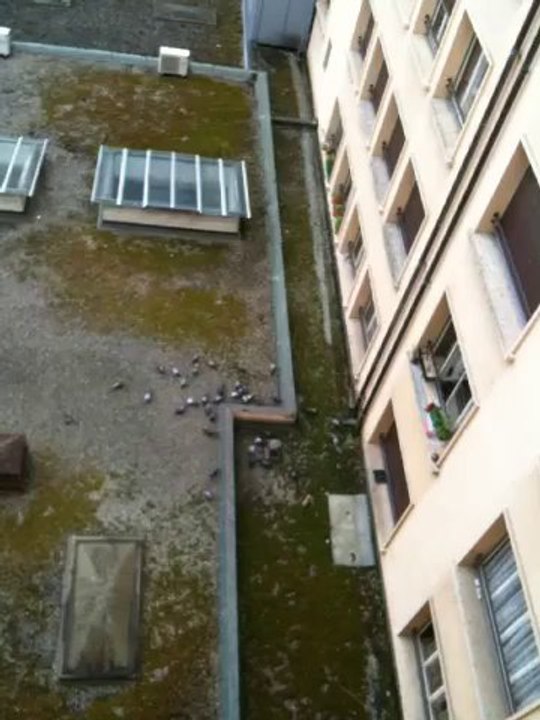 Pigeons