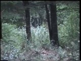 brame2009.05 en foret d'agonne marne 51