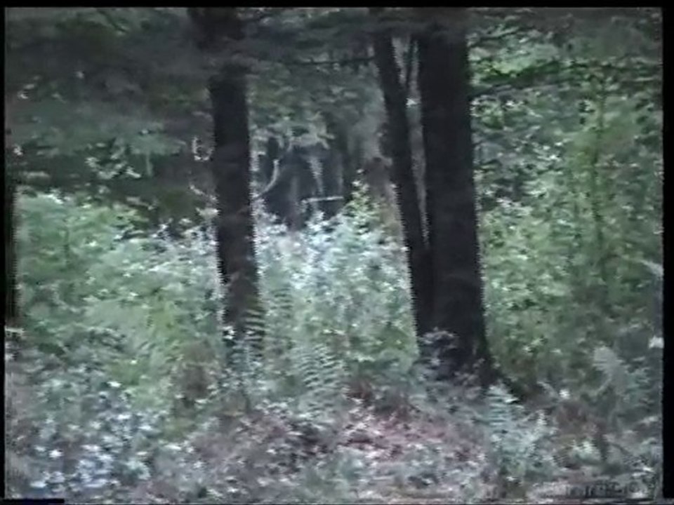 brame2009.05 en foret d'agonne marne 51