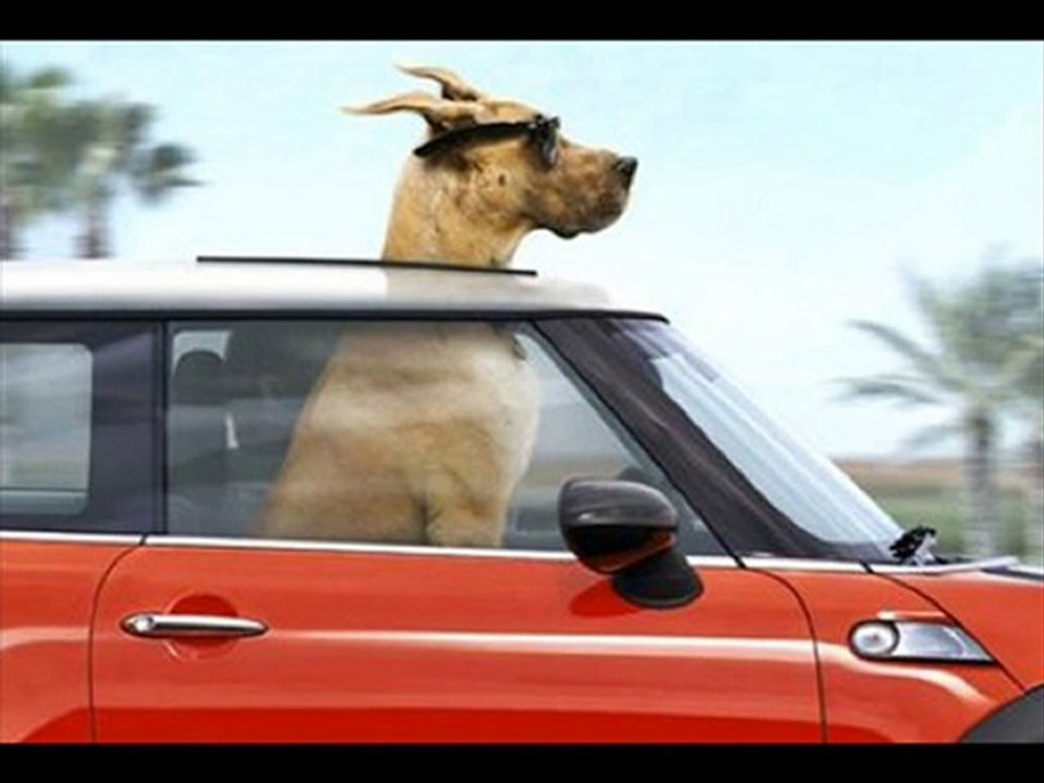 Watch Marmaduke 2010 Full Movie