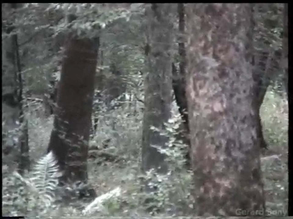 brame 2009 06 en foret d'argonne marne 51