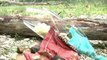 Rhône: une fillette tuée par une chute d'arbre à Miribel