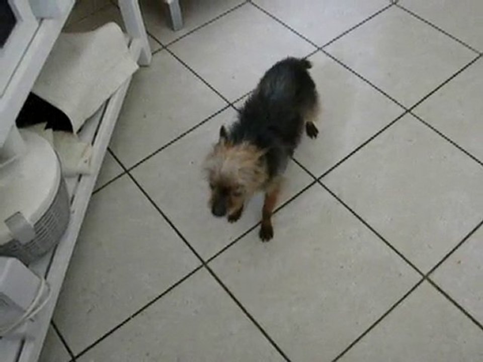 DSCN2549 Poussinou "petit filou"