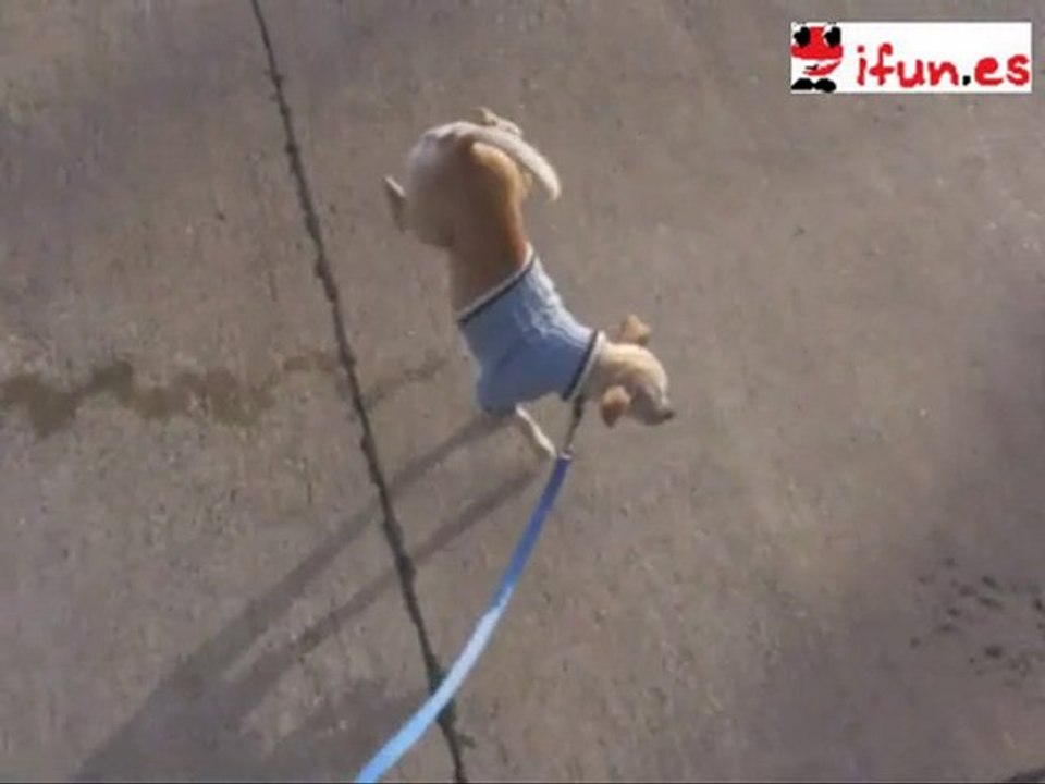 Perro meando de pie