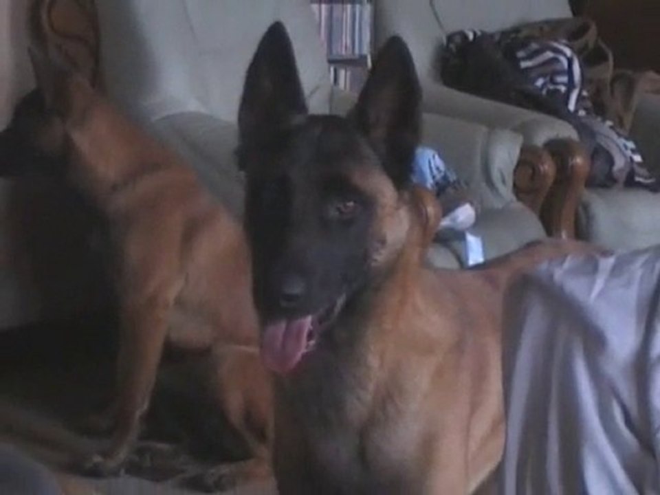 eyak des loups des dunes