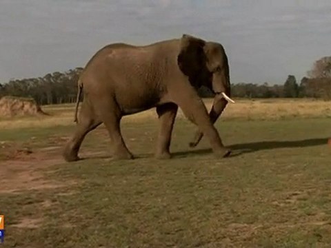 Les éléphants sud-africains jouent au foot
