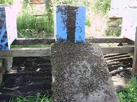 regroupement essaims abeilles 1