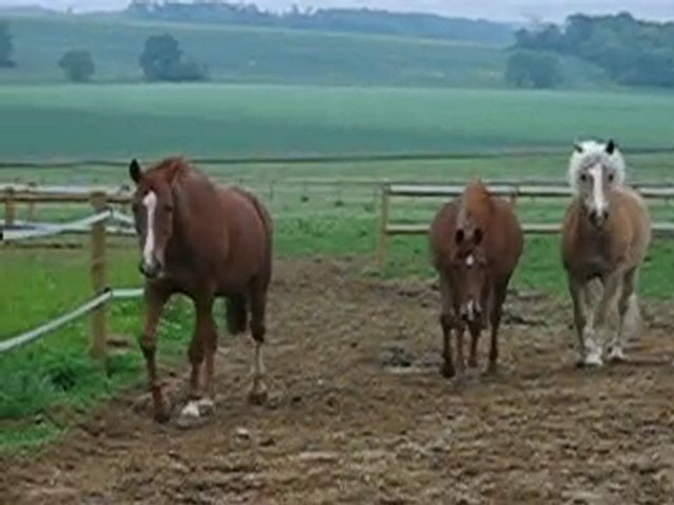 irish eclat à grisien 1er juin 2010 006