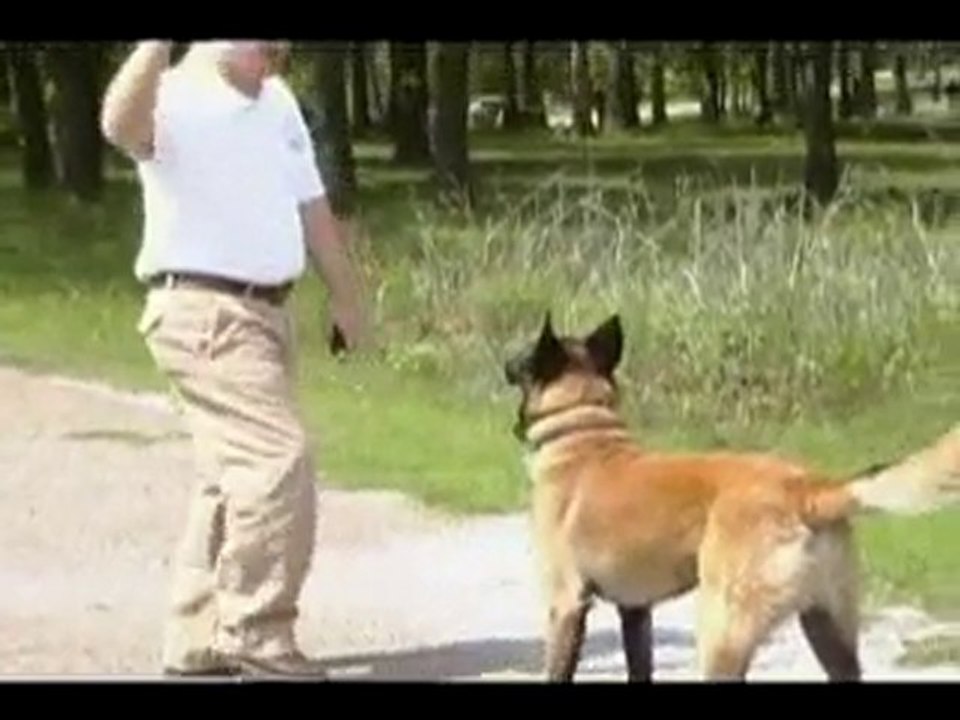 Trained dogs for sale