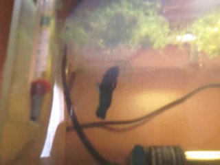 2.Mâle s'occupe des  alevins