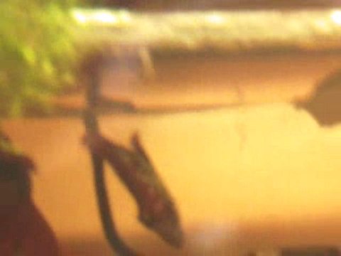 Femelle ramasse les oeufs et enlassement avec le mâle