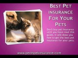 Perth's Pet Insurance,How To Find Good Pet Insurance In Per