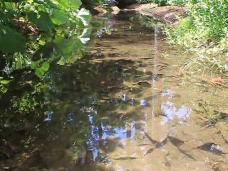 Flowers, Water and Birds