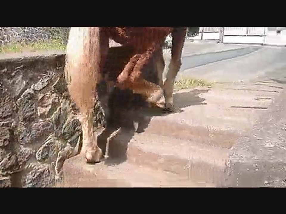 Montée des escaliers à cheval