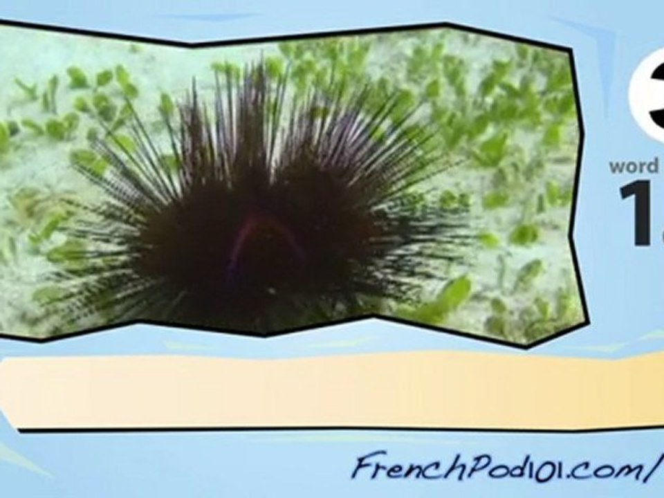 learn French-Learn with French marine life 2 video