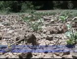 Drought Damages Vegetable Crops in Northern India