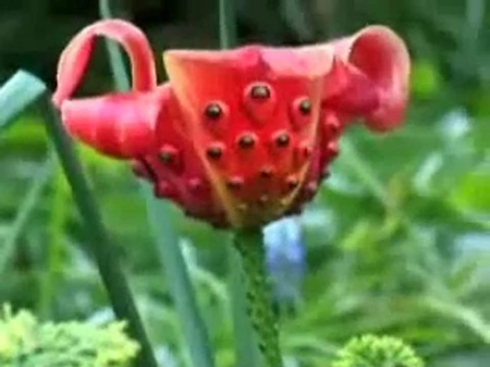 plantes etranges?