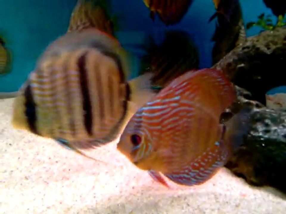 RİO NEGRO HECKEL &F2ALENQUER DİSCUS& STİNGRAY MOTORO TANK