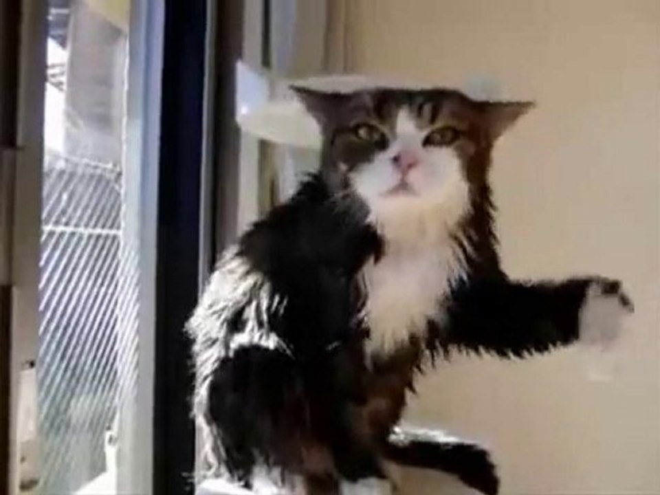 Il gatto cool