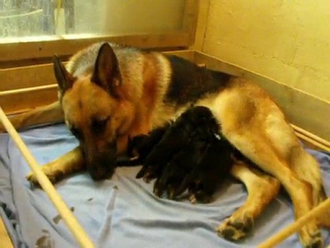 Bellis et ses 4 chiots