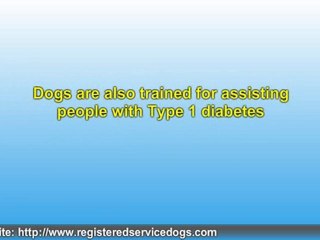 Pets As Service Animals For Seniors and the Physically Handi