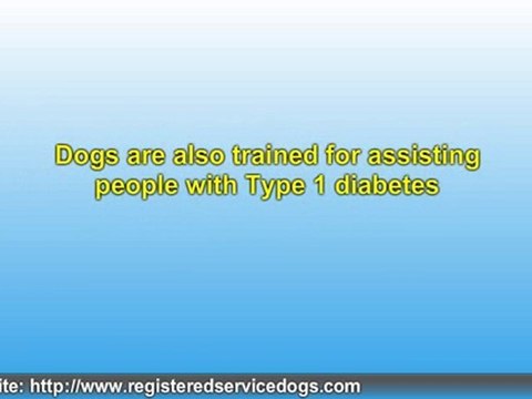 Pets As Service Animals For Seniors and the Physically Handi