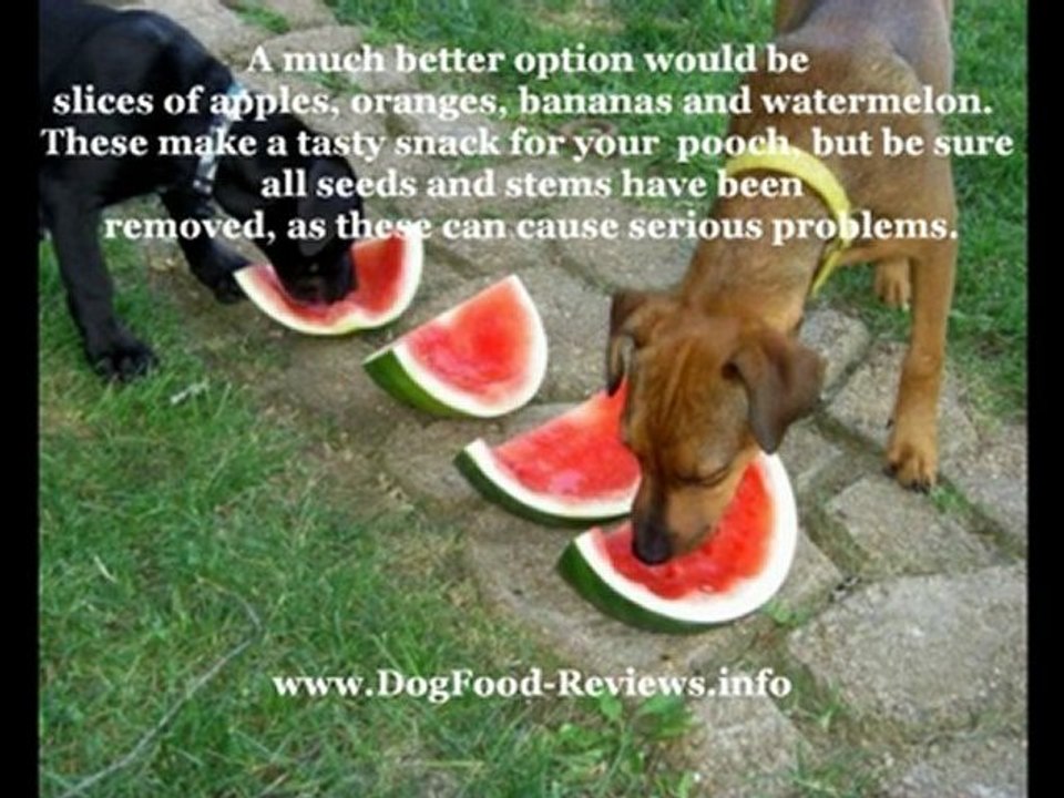 26 Common Foods That are Dangerous for your Dog!