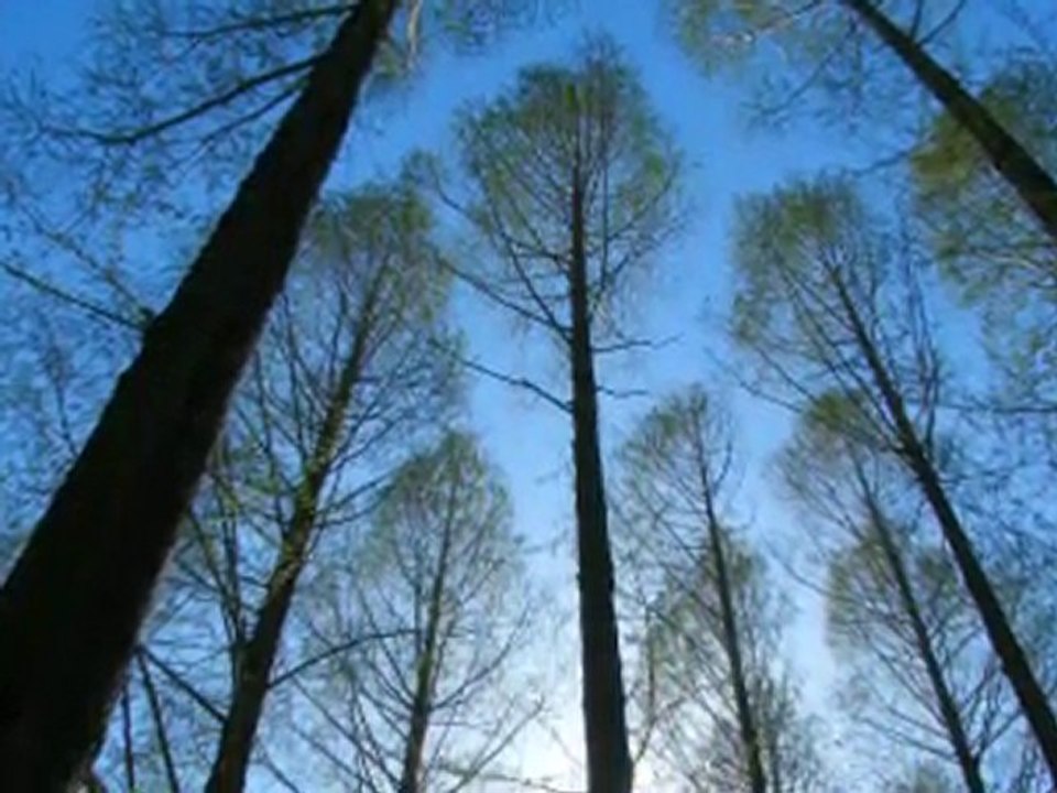 Goodbye blue sky Pink Floyd