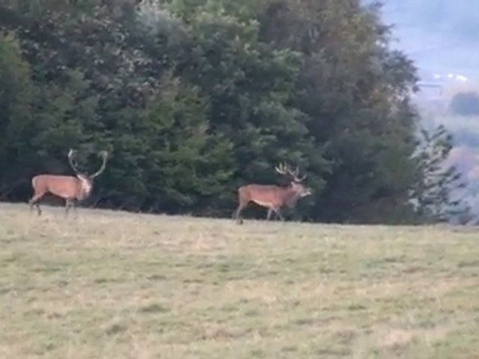 brâme du cerf 2009 (1)
