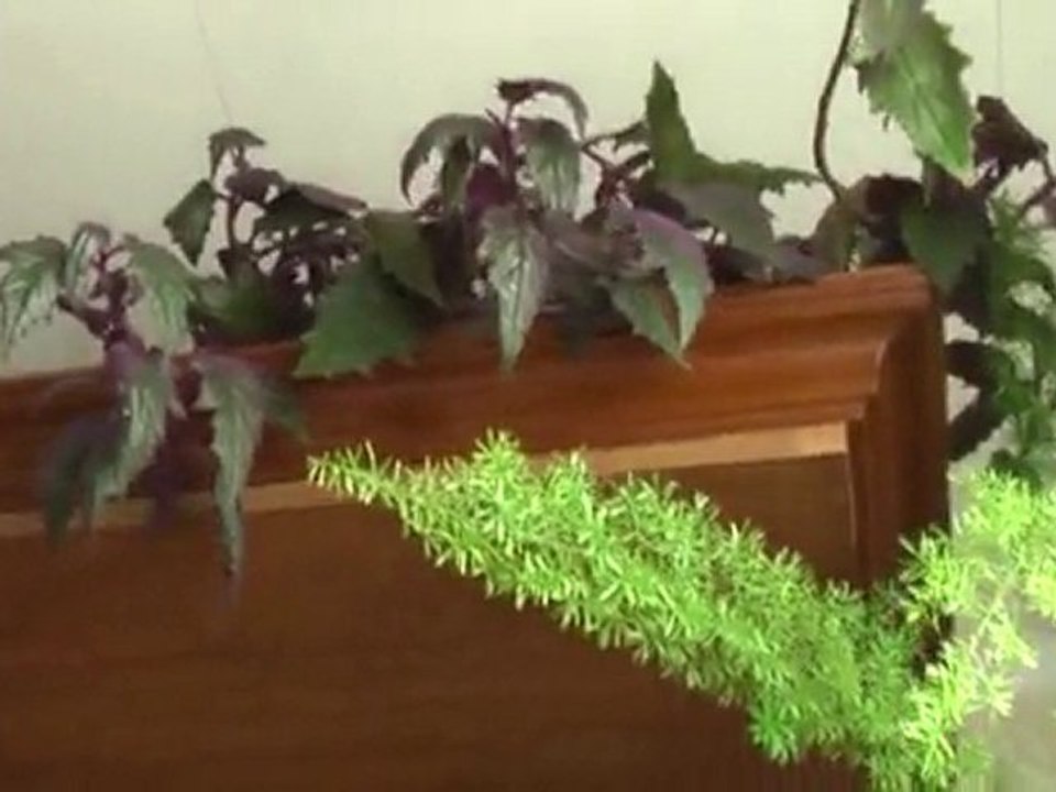 Цветы