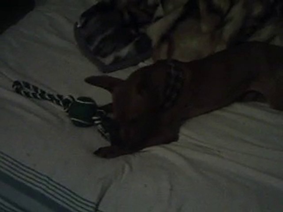 ZIGGY THE MIN PINSCHER