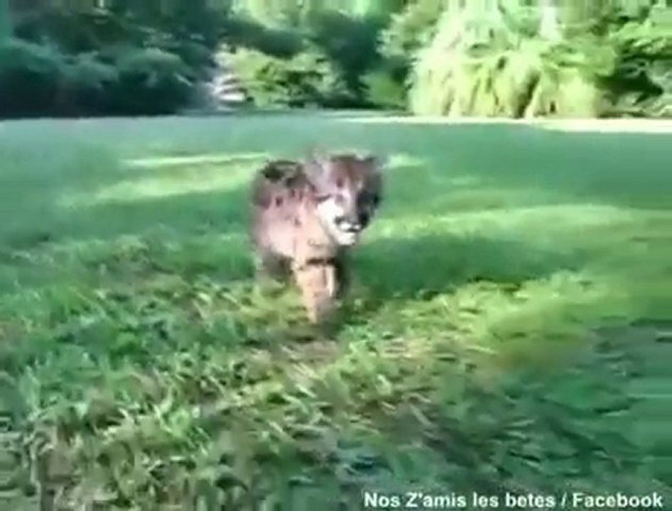 Anjana et le bebe Puma
