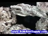 Example of Fiji Eco RoX Dry Rock - Bulk Reef Supply